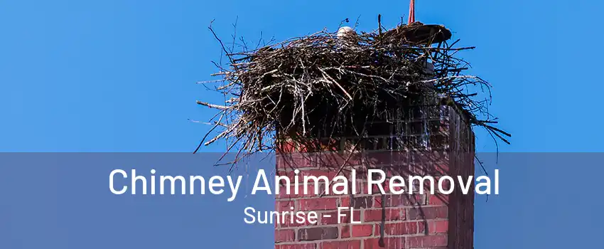 Chimney Animal Removal Sunrise - FL