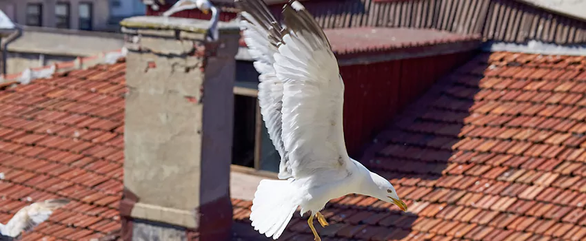 Residential Chimney Animal Removal Solution in Sunrise, FL